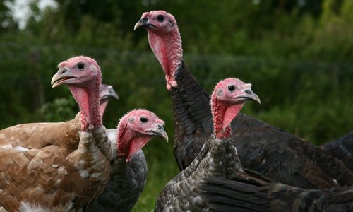 turkeys-500x300